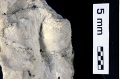 Foto (Detailansicht) von Culmenformosa sp. (NHMW-GEO-1990-0041-0459)